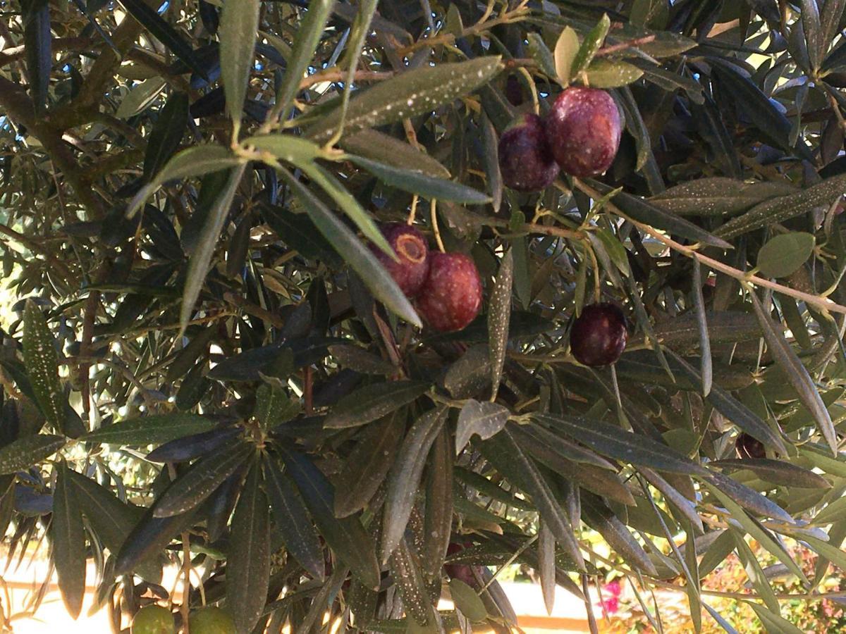 לינה וארוחת בוקר Alleins Les Lavandes מראה חיצוני תמונה